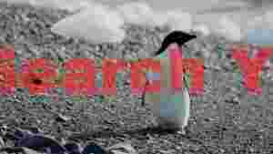 adelie penguin on antarctic rocky shore