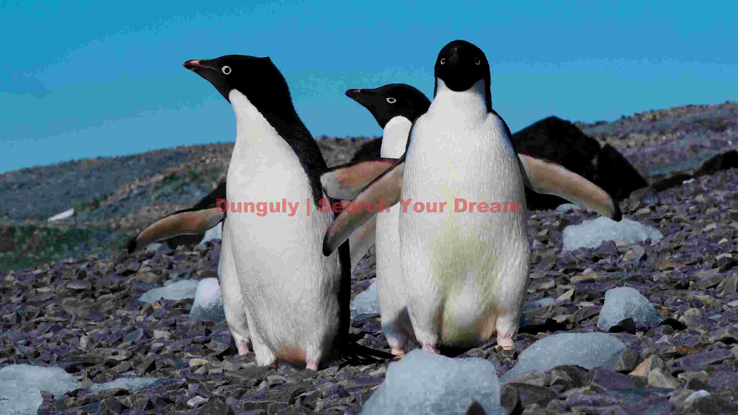 adylie penguins on icy antarctic shores adylie penguins on icy antarctic shores