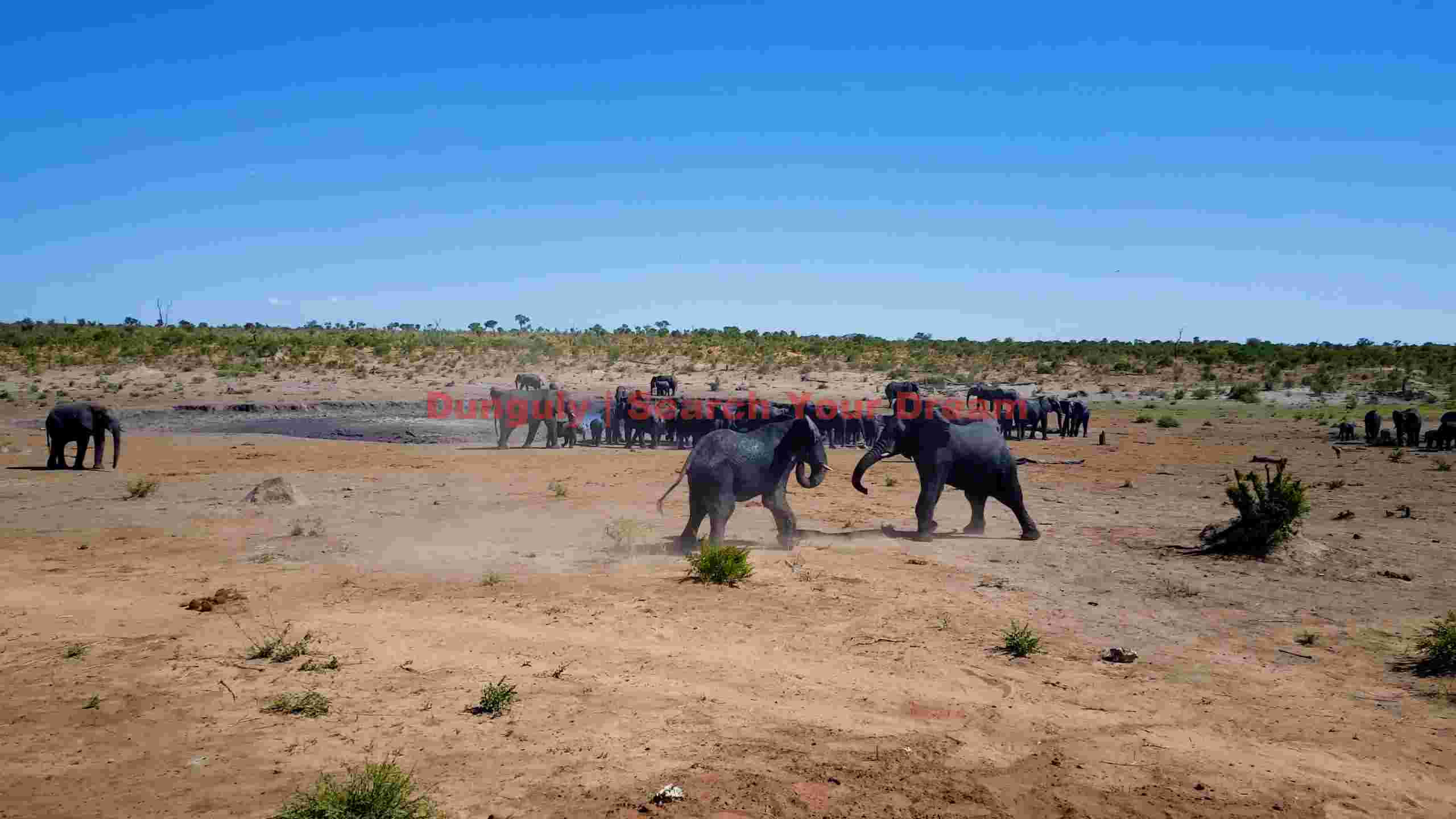 african elephant herd at the dusty watering hole african elephant herd at the dusty watering hole