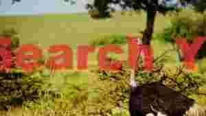 african ostrich in lush savanna landscape