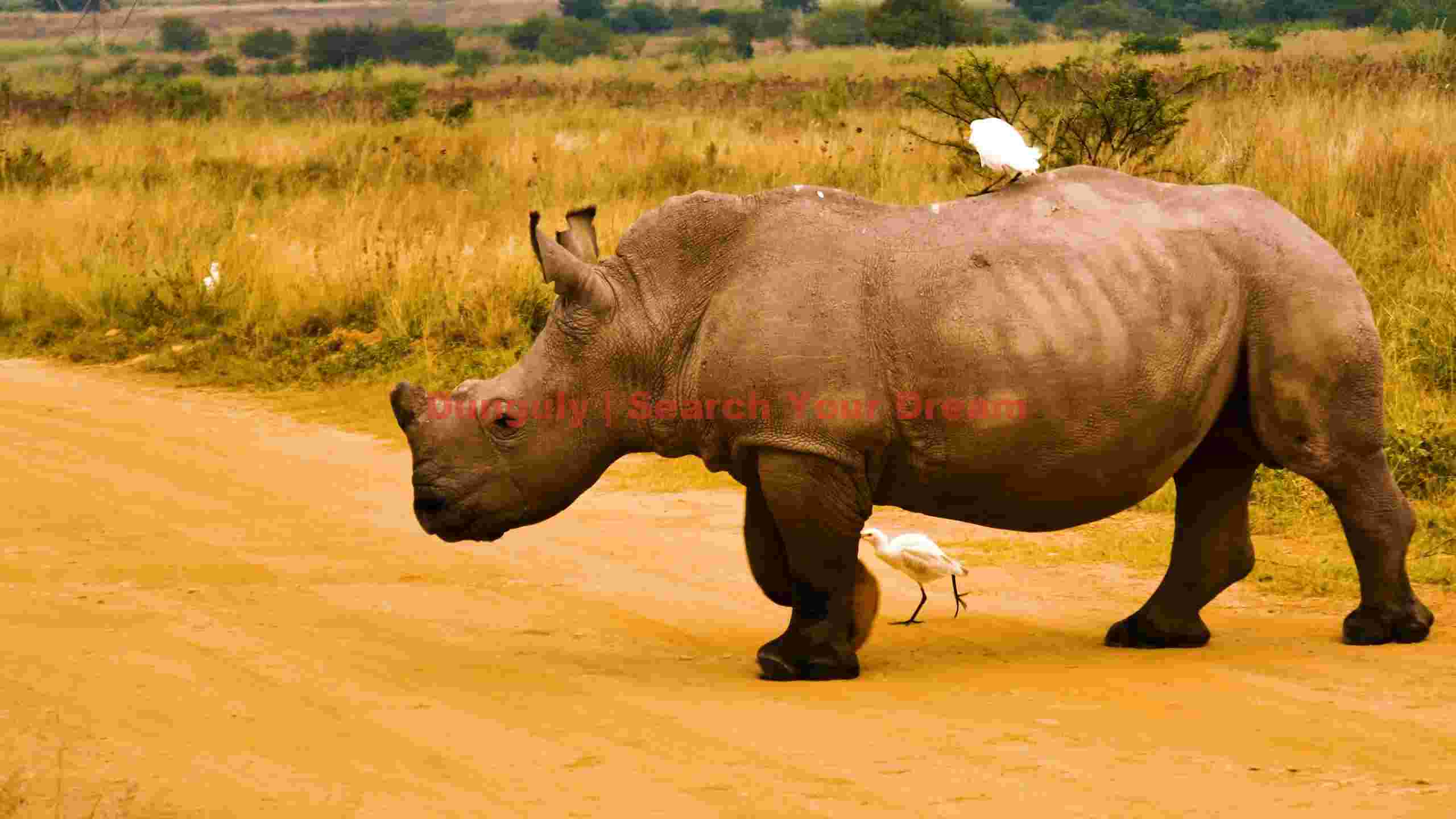 african rhino with egrets on safari road african rhino with egrets on safari road