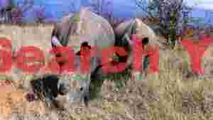 african rhinos in dry grassland
