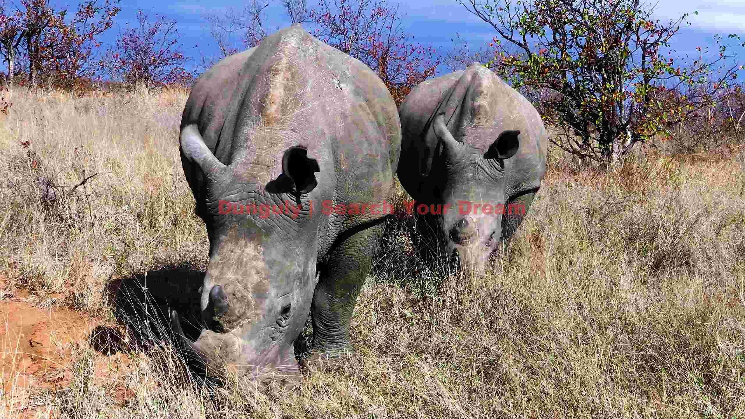african rhinos in dry grassland african rhinos in dry grassland