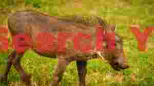 At Home african warthog foraging in green savanna