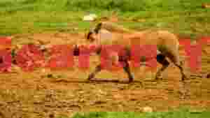 african warthog in full stride