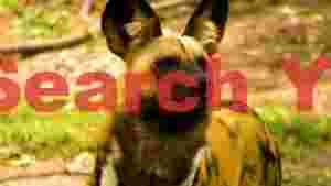 african wild dog painted hunter portrait