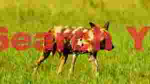 At Home african wild dog in golden savannah