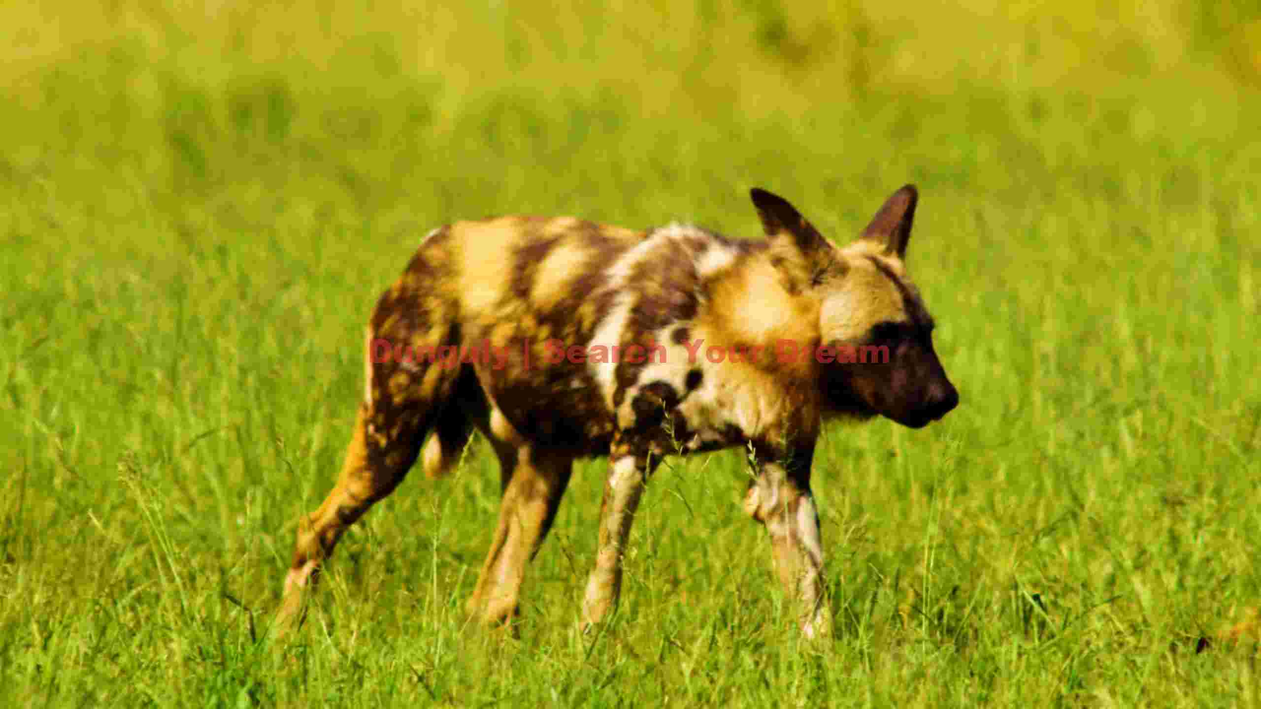african wild dog in golden savannah african wild dog in golden savannah