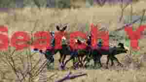 african wild dogs a dynamic pack