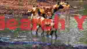 african wild dogs cooling down