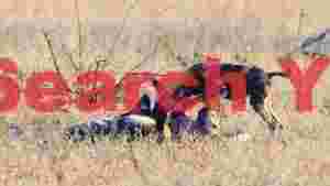 At Home african wild dogs play and bonding in the savanna
