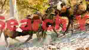 At Home african wild dogs playful pack dynamics