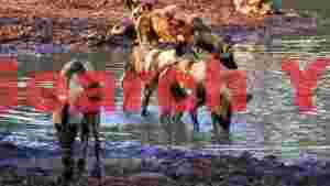 At Home african wild dogs quenching thirst