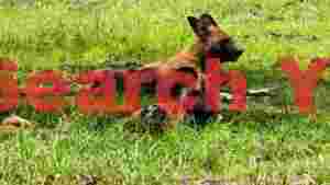 african wild dogs resting in lush grass