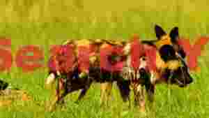 african wild dogs roaming in golden grassland