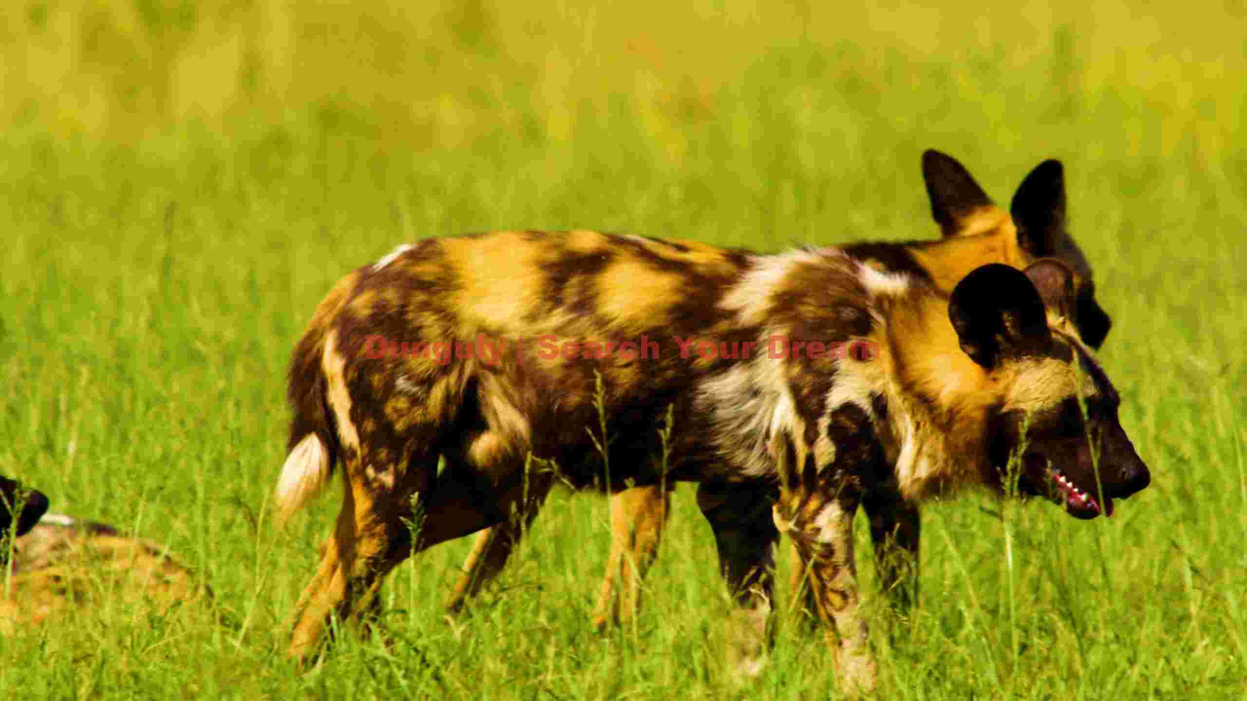 african wild dogs roaming in golden grassland african wild dogs roaming in golden grassland