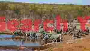 african zebras at tranquil watering hole