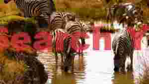 african zebras at watering hole