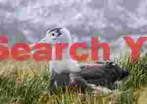 At Home albatross chick resting in wild grasses