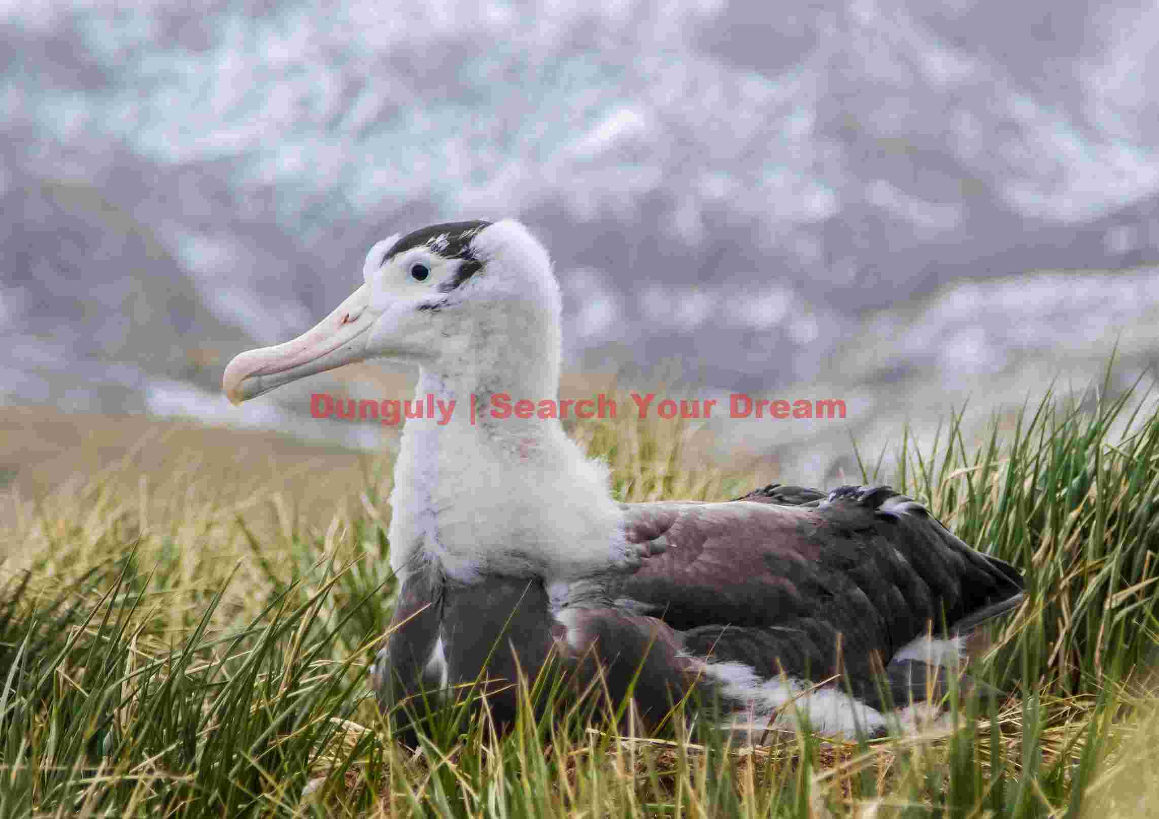 albatross chick resting in wild grasses albatross chick resting in wild grasses
