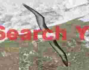 albatross soaring over snowy peaks