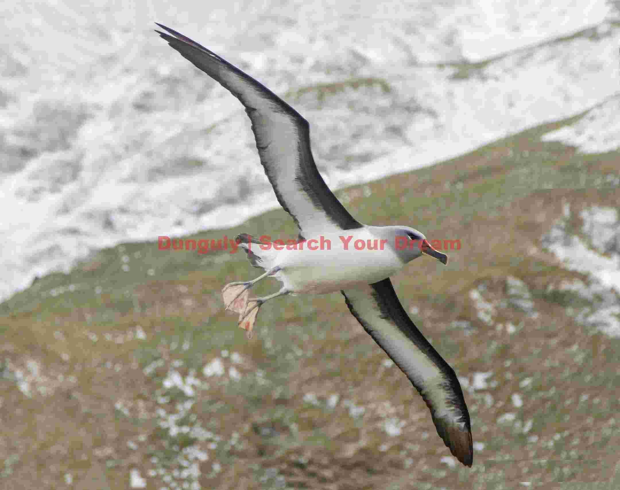 albatross soaring over snowy peaks albatross soaring over snowy peaks