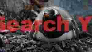 alert gentoo penguin on rocky nest