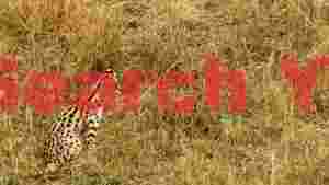 alert serval cat in golden grass