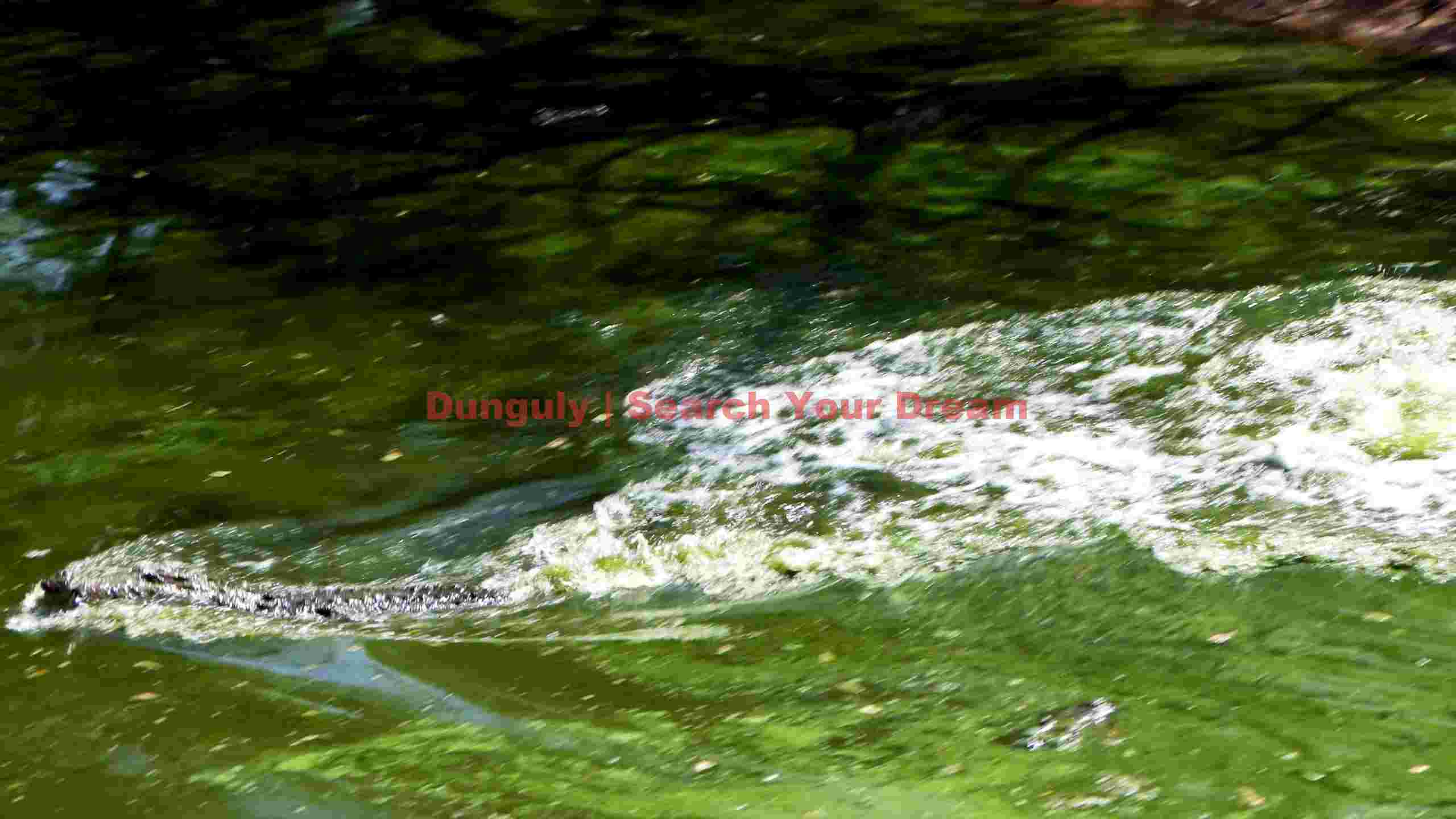 alligators stealthy swim in green waters alligators stealthy swim in green waters