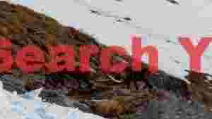 alpine ibex showdown on snowy mountain