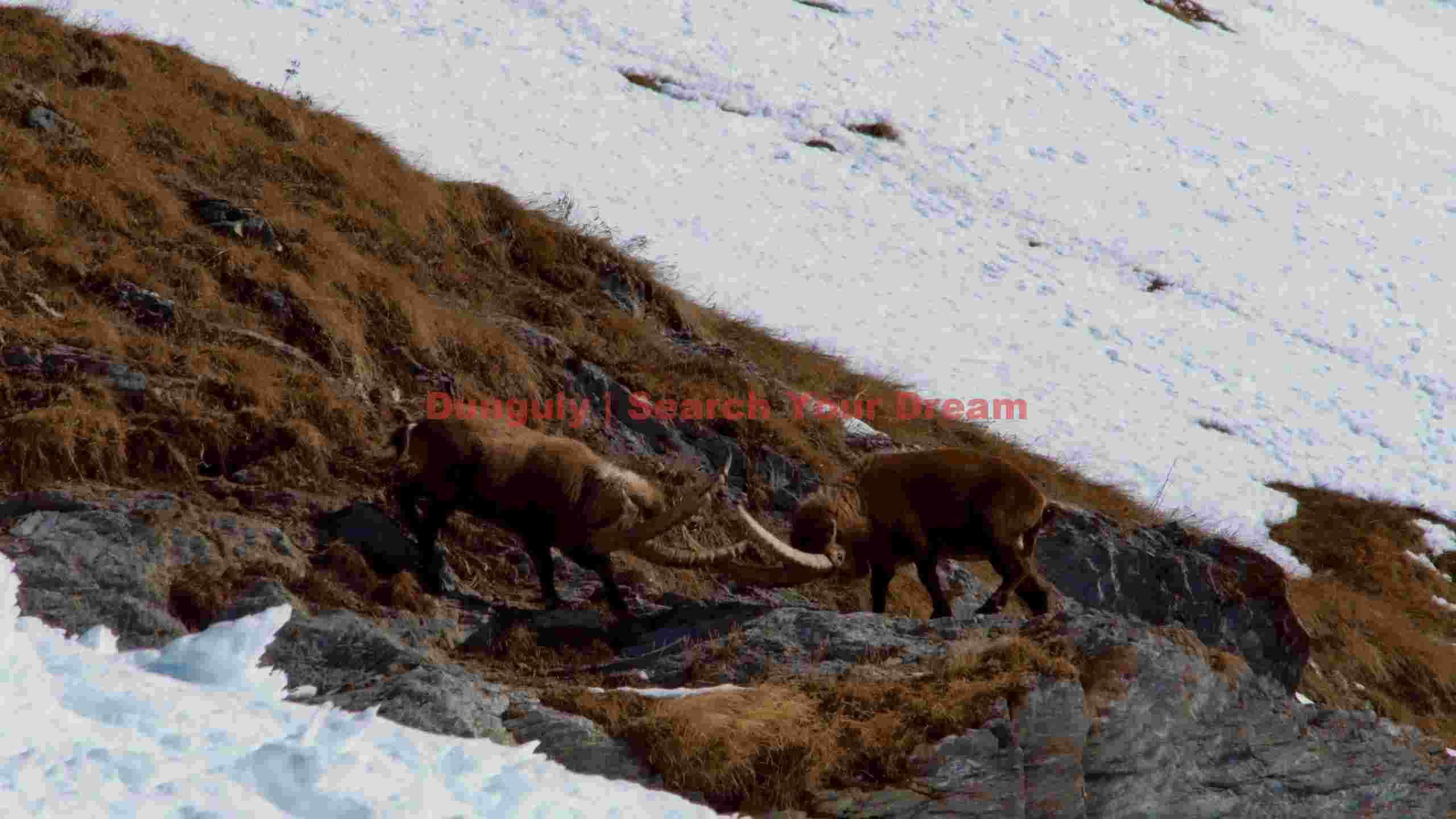 alpine ibex showdown on snowy mountain alpine ibex showdown on snowy mountain