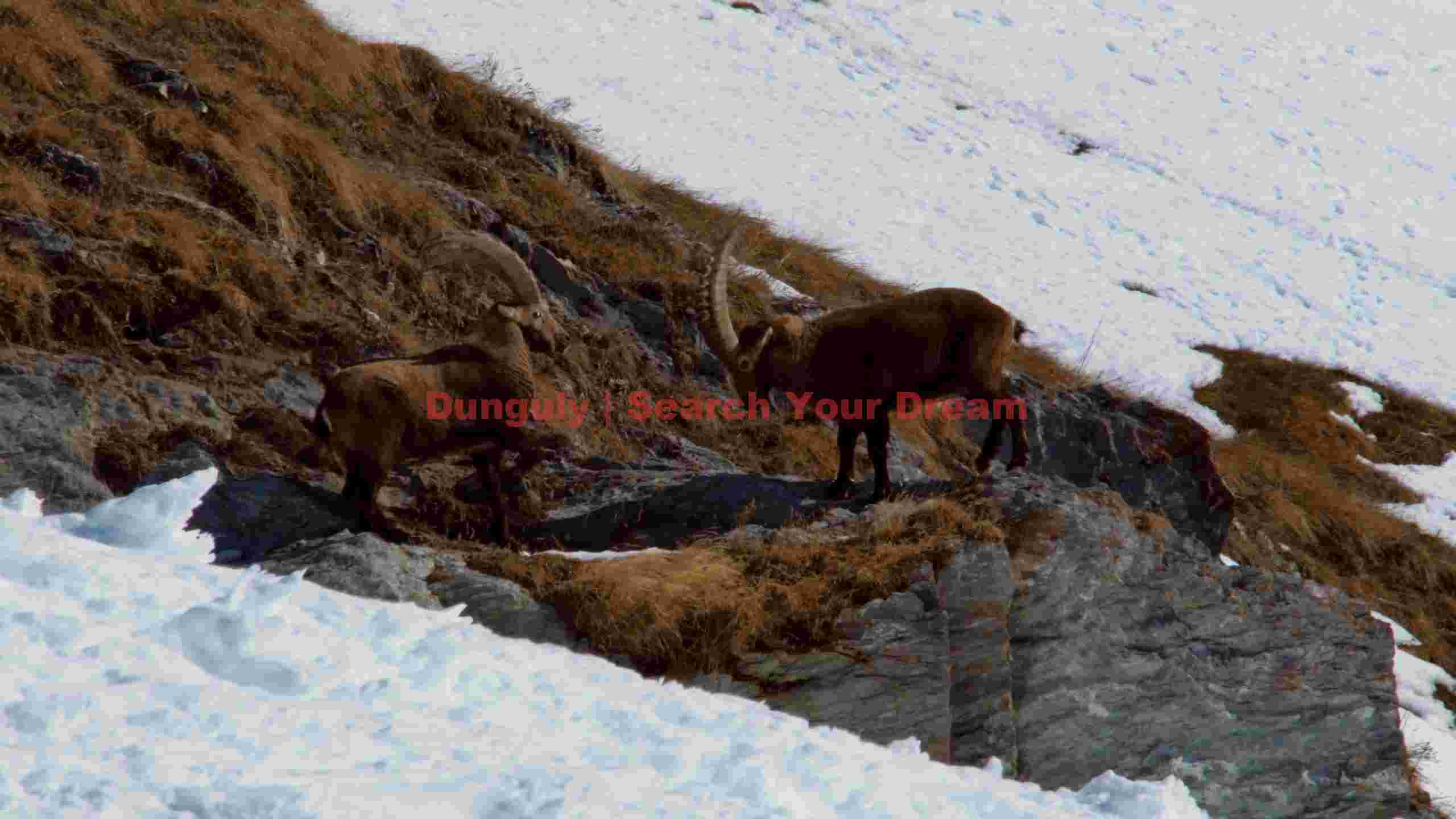 alpine ibex on snowy mountain slope alpine ibex on snowy mountain slope