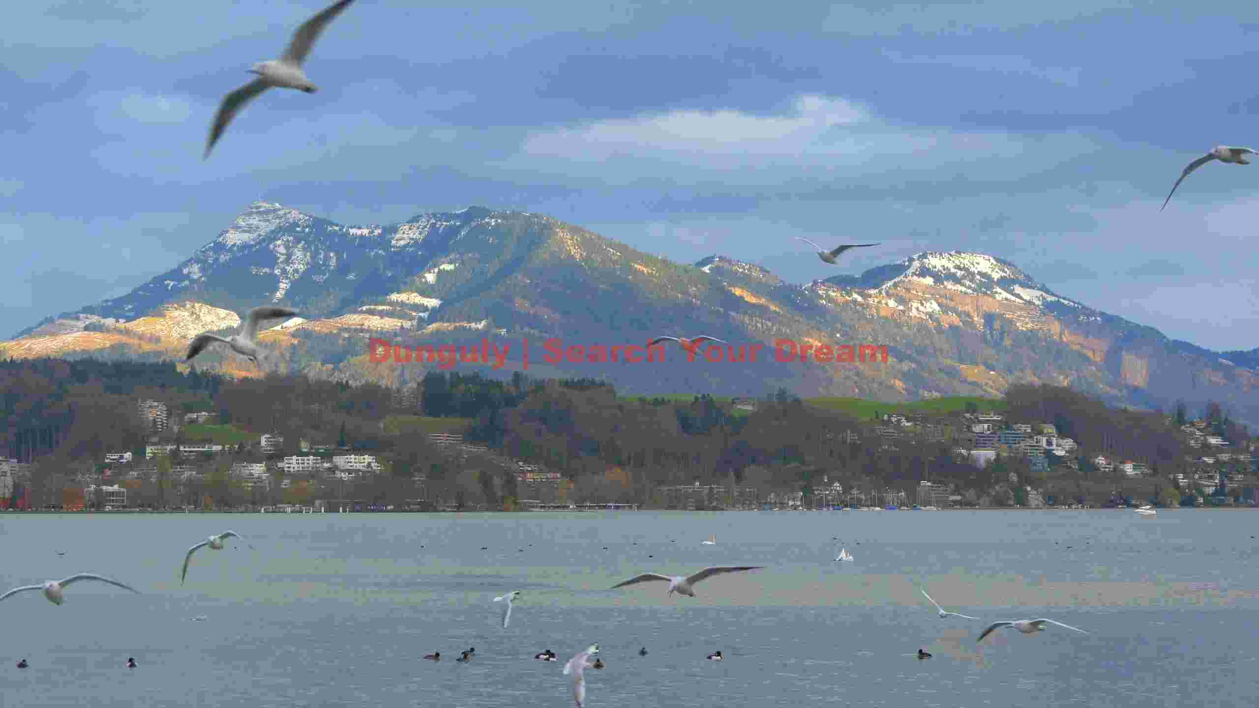 alpine majesty gulls over serene lake alpine majesty gulls over serene lake