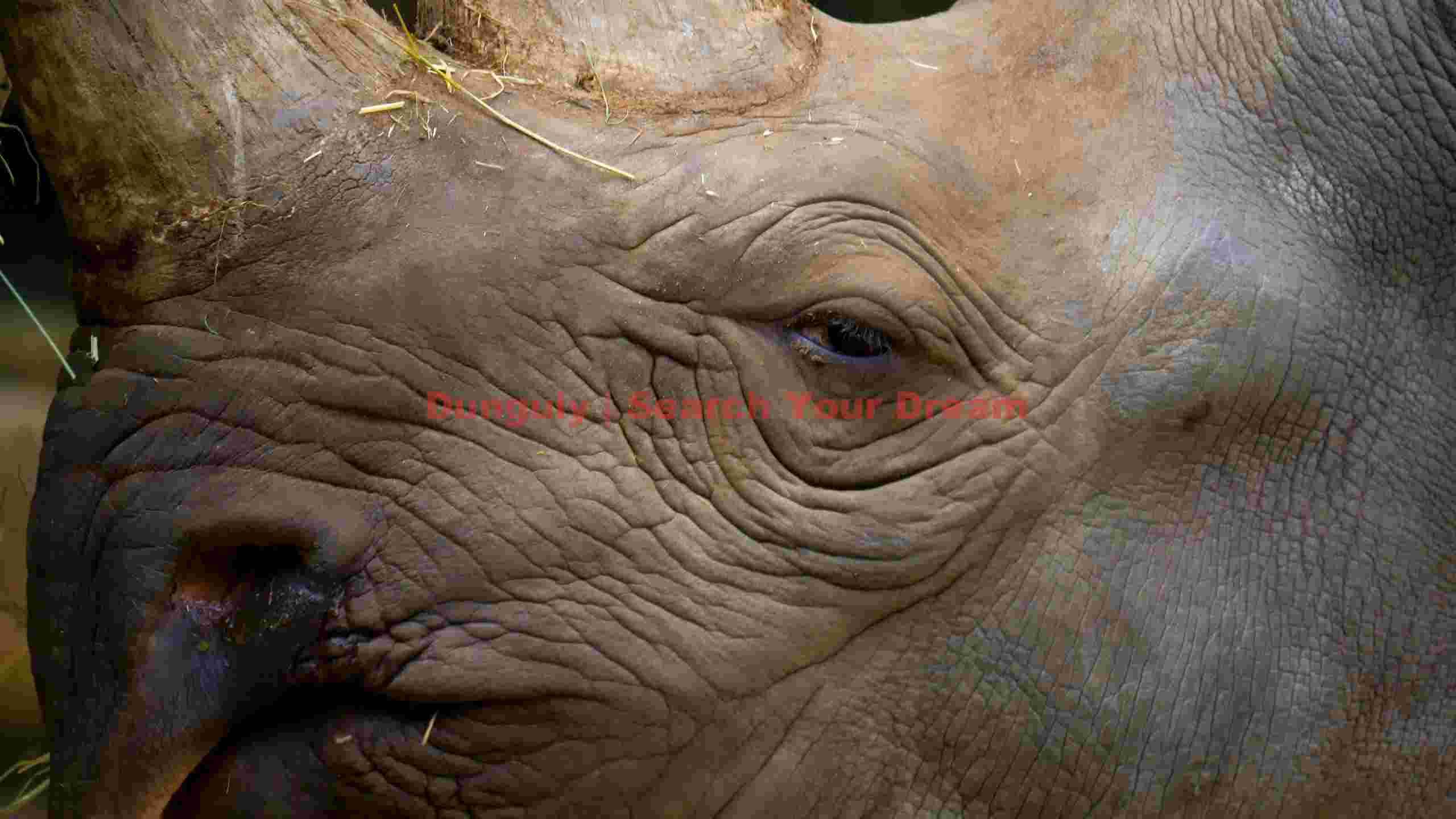 ancient gaze close up of a rhinoceros eye ancient gaze close up of a rhinoceros eye