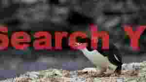 antarctic chinstrap penguin