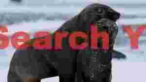 antarctic fur seals in snowy embrace