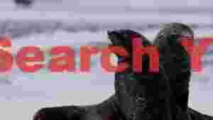 At Home antarctic fur seals in winter landscape