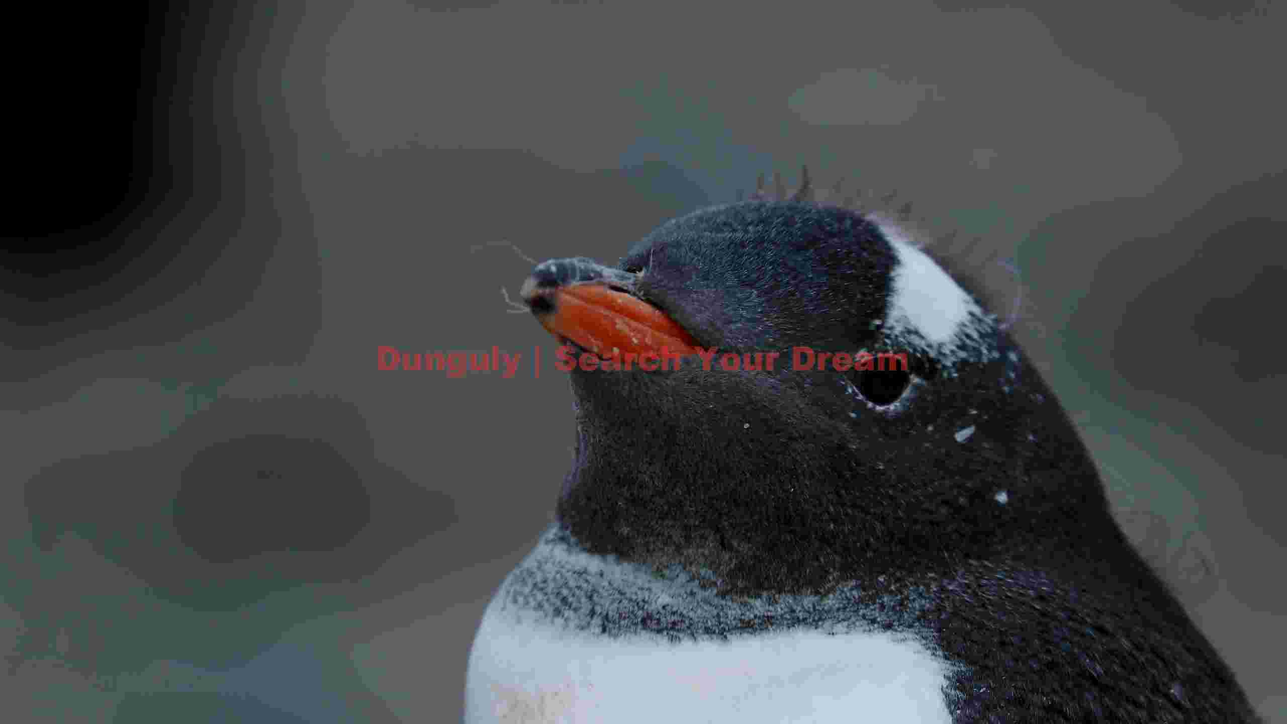 antarctic gaze gentoo penguin portrait antarctic gaze gentoo penguin portrait