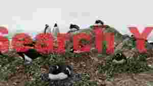 antarctic gentoo penguin colony