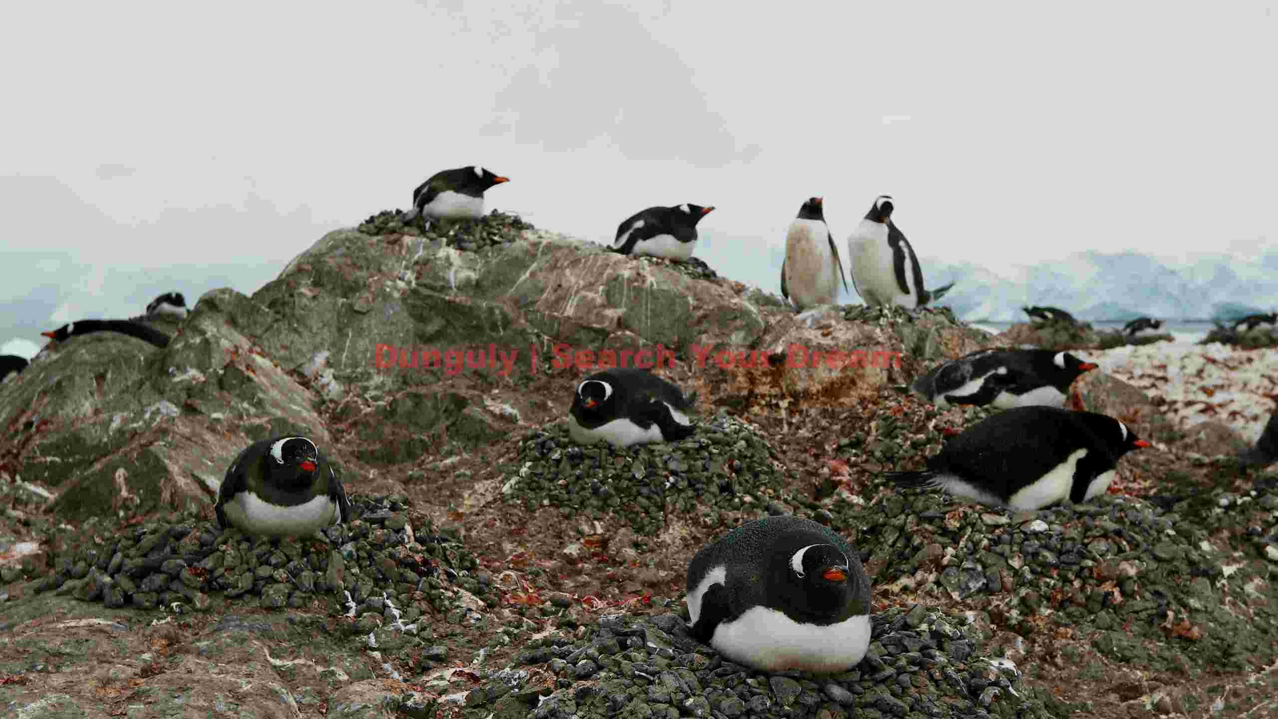 antarctic gentoo penguin colony on rocky shores antarctic gentoo penguin colony on rocky shores
