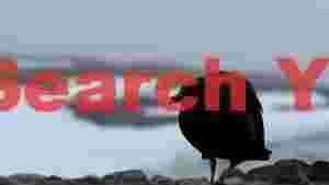 antarctic skua in misty winter landscape