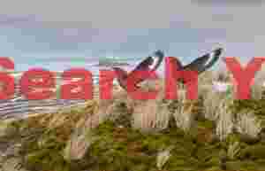 antarctic skuas on a coastal hill