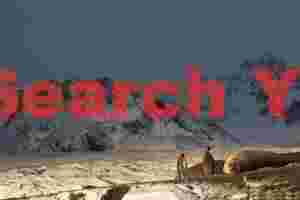 antarctic wildlife king penguins and elephant seal