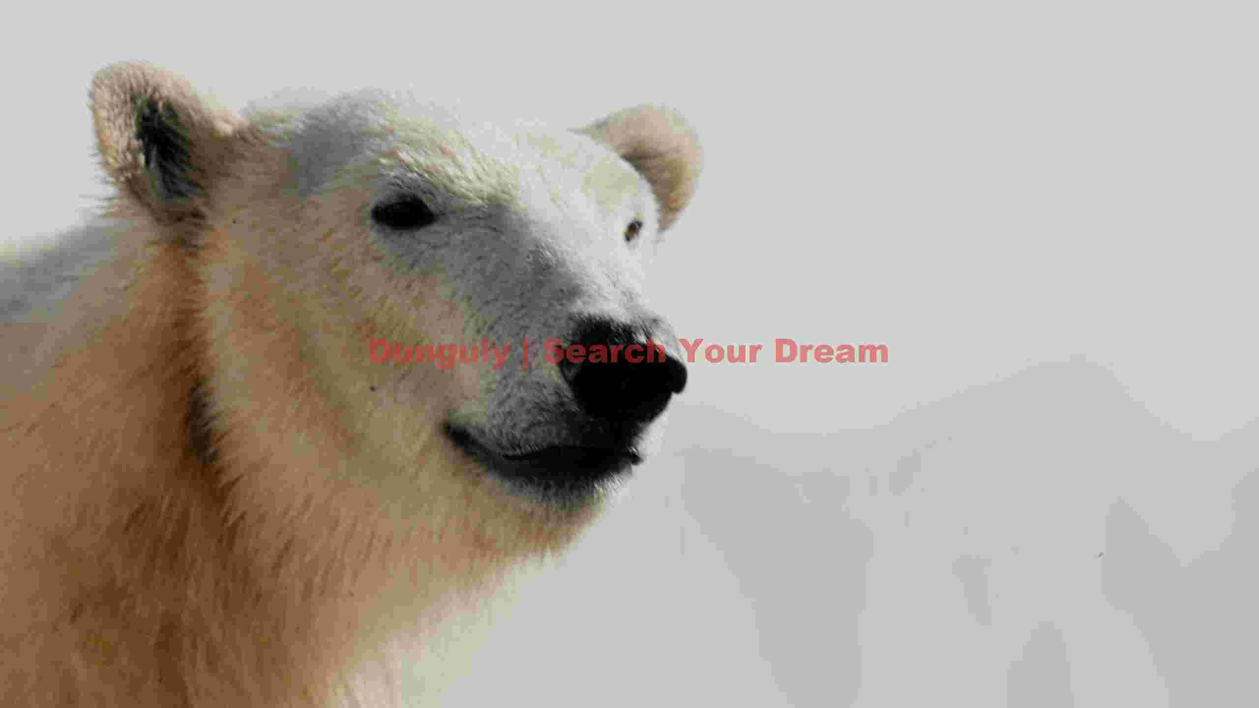 arctic polar bear portrait arctic polar bear portrait