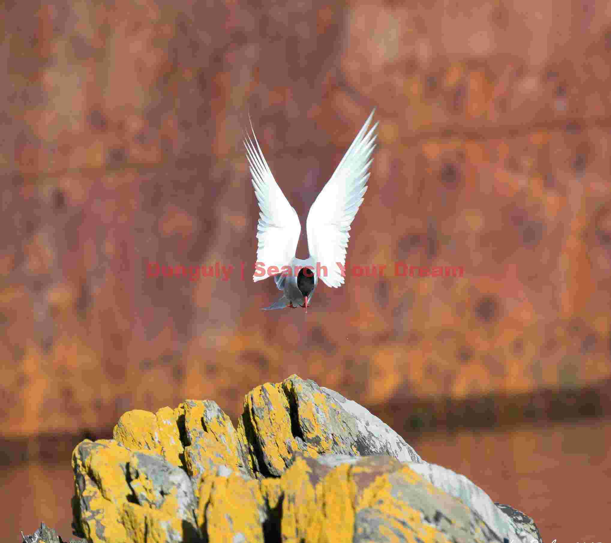 arctic terns graceful descent arctic terns graceful descent