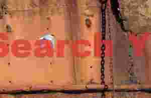 At Home arctic terns graceful flight against rusted metal
