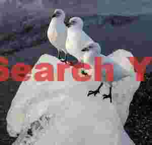 arctic trio snow petrels on glacier ice