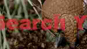 armadillos shy discovery