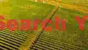 autumn vineyard rows from above
