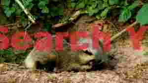 At Home badger pair at their woodland sett